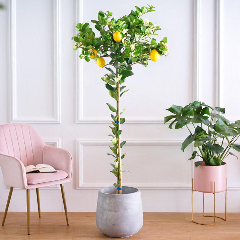网红香水柠檬树盆栽室内花卉四季花果高杆绿植食用客厅大型棒棒糖在类目 鲜花速递/花卉仿真/绿植园艺, 花卉/绿植盆栽（新）, 大型绿植/成品组合盆栽中 - 来自Buy2taobao.com提供专业的淘宝代购服务