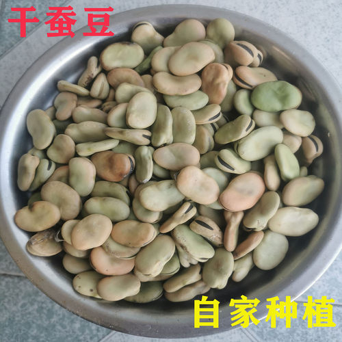 干蚕豆可食用可加工成凉粉可作种