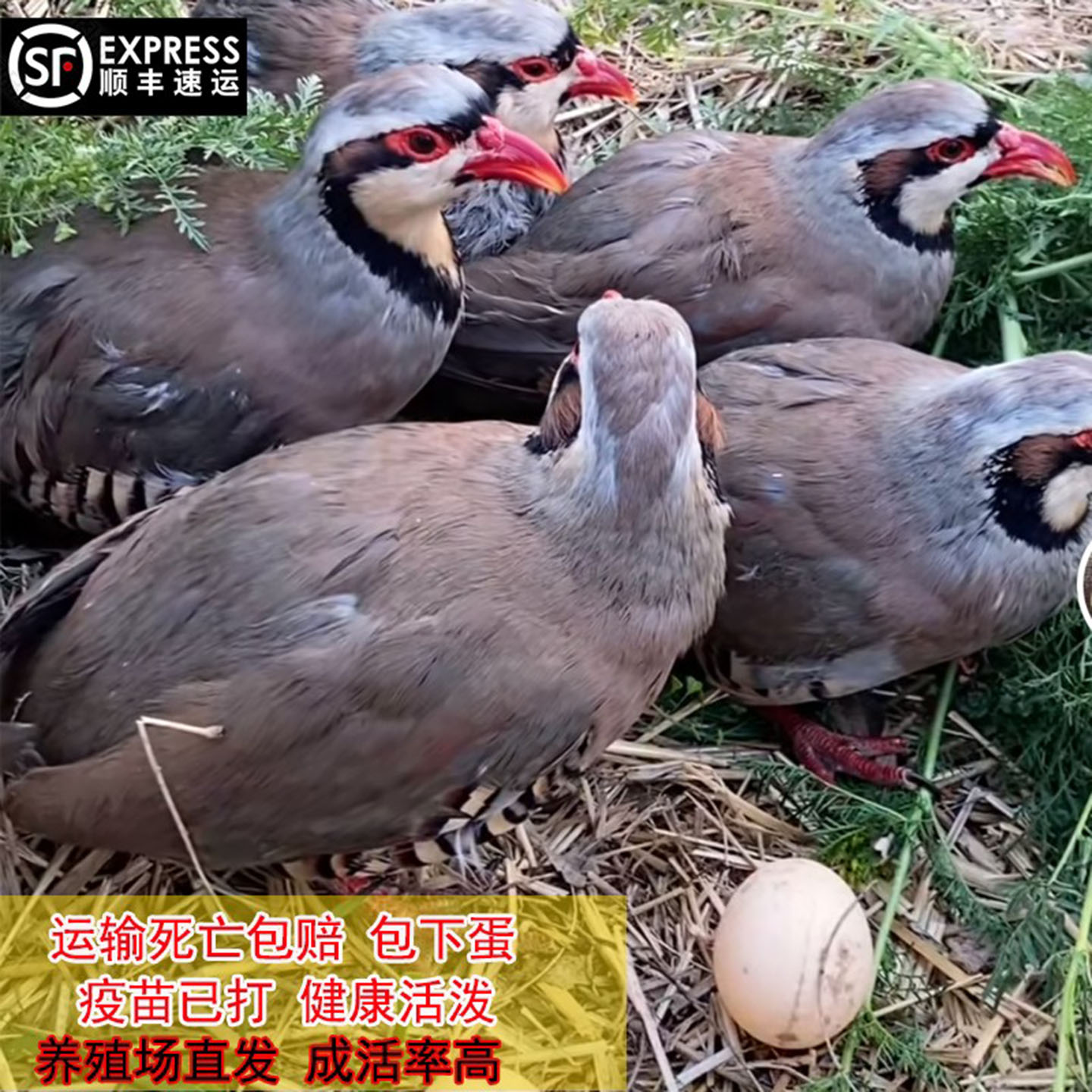 鹧鸪活鸟石鸡斑鸠飞龙鸟嘎啦朶