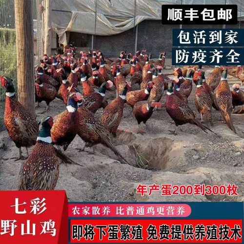 正宗七彩山鸡活体青年成年鸡宠物鸡公母一对活物鸡活苗顺丰包邮
