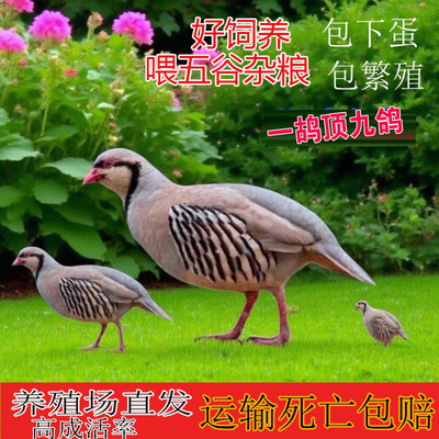鹧鸪活鸟石鸡呱呱鸡花鸽子斑鸠飞龙鸟活体宠物鸡鹧鸪鸡成年包下蛋