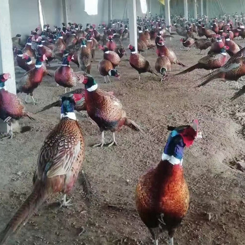 七彩山鸡活体青年成年鸡宠物鸡公母一对活物鸡活苗大体斤种鸡包邮