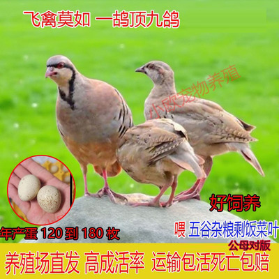 美国鹧鸪活鸟石鸡呱呱鸡飞龙鸟活体宠物鸡鹧鸪鸡活苗成年包下蛋
