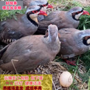 鹧鸪活鸟石鸡斑鸠飞龙鸟嘎啦朶拉鸡美国鹧鸪宠物鸡活苗成年包下蛋