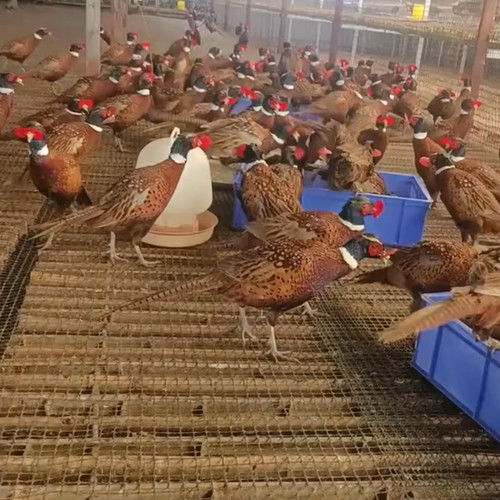 散养七彩山鸡活体野山鸡成年鸡宠物鸡公母一对活物鸡活苗顺丰包邮