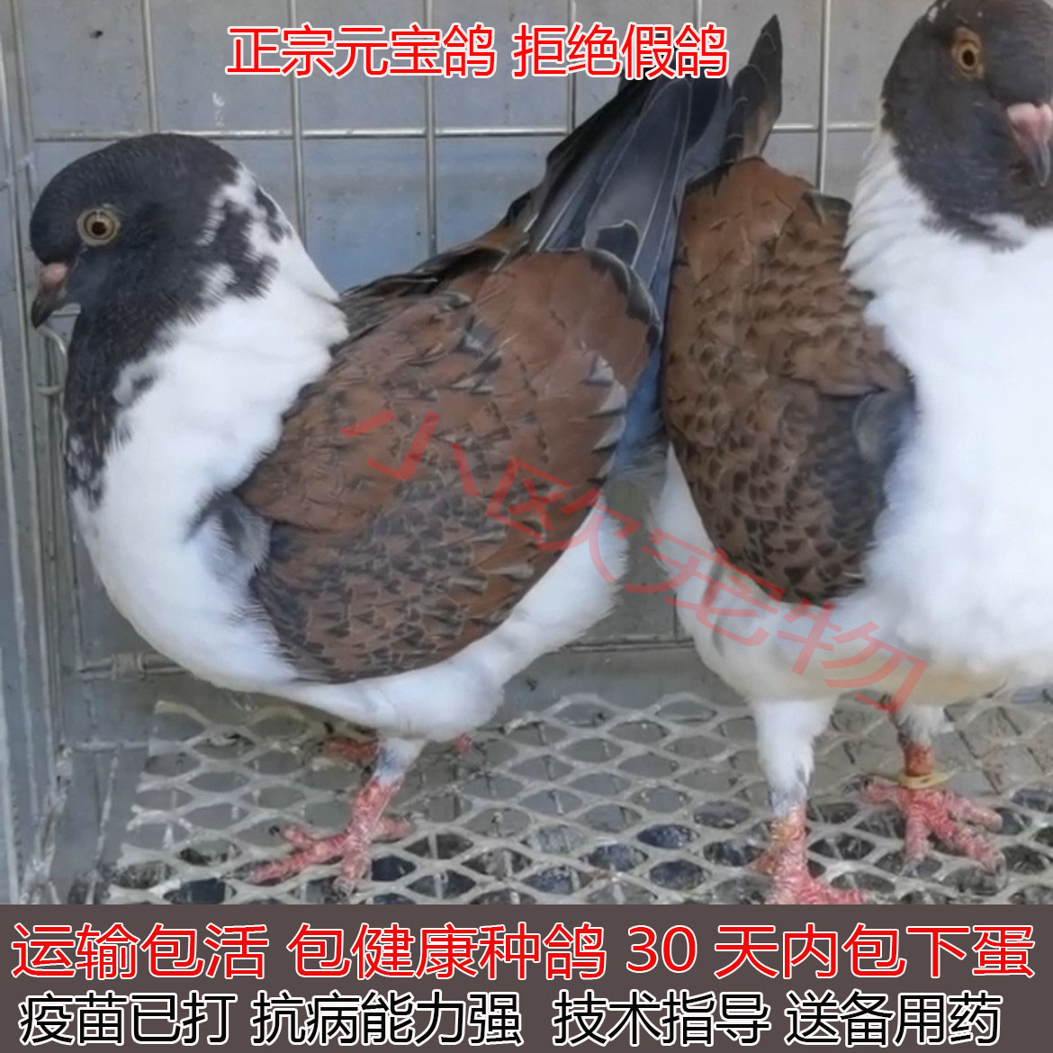 正宗纯种元宝鸽观赏鸽巨型小宠物鸽活公母一对大体种鸽包下蛋繁殖