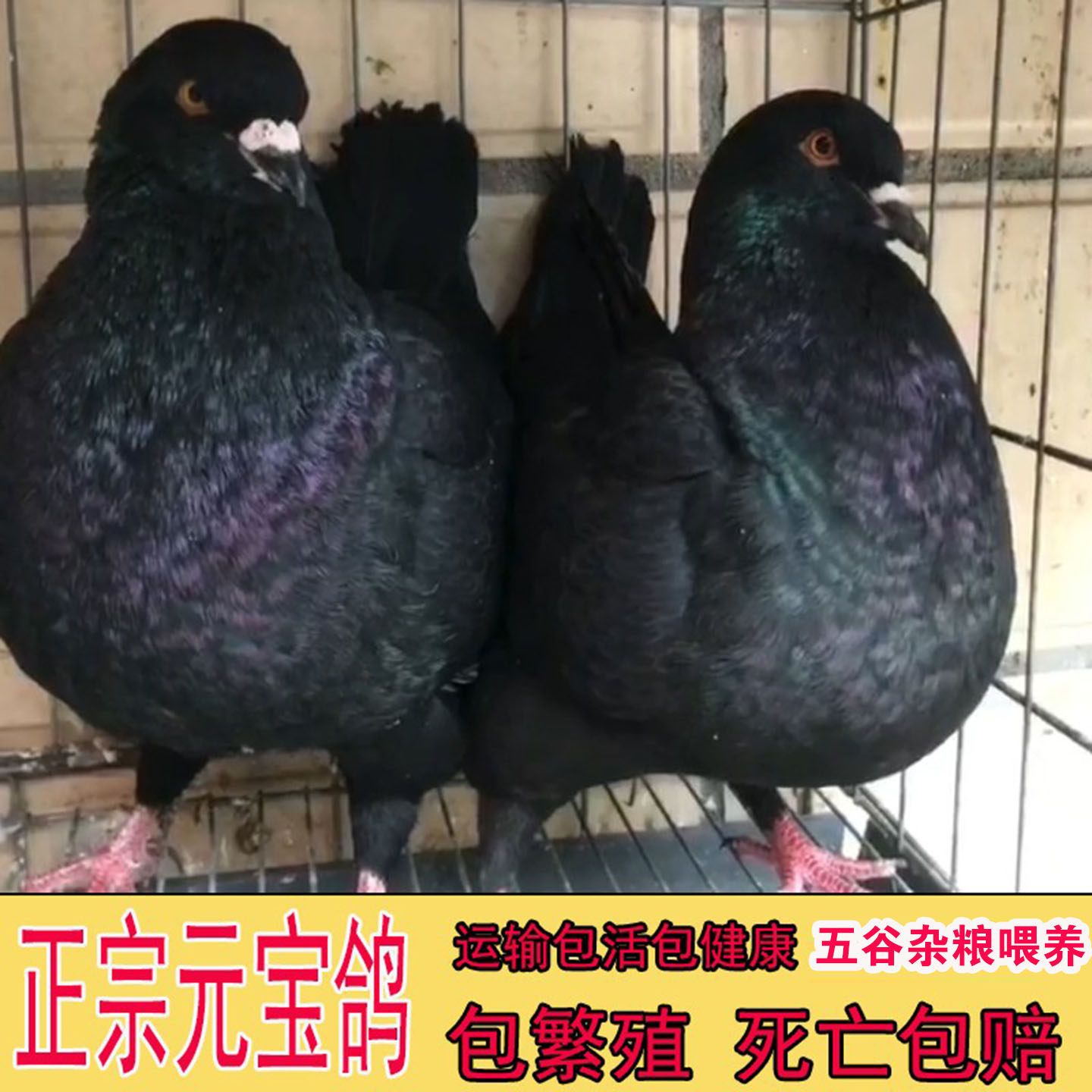 纯种元宝鸽子大体活公母种鸽一对幼苗特大号巨型宠物观赏鸽包下蛋,宠物/宠物食品及用品,鸟,淘宝优惠券,粉丝福利购,淘宝优惠卷
