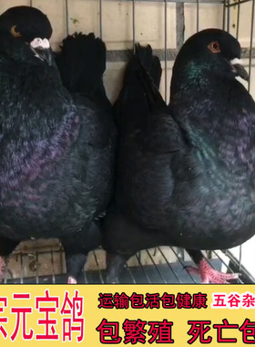 纯种元宝鸽子大体活公母种鸽一对幼苗特大号巨型宠物观赏鸽包下蛋