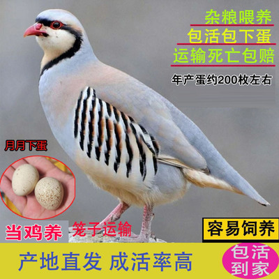 鹧鸪活鸟石鸡呱呱鸡产蛋约200枚