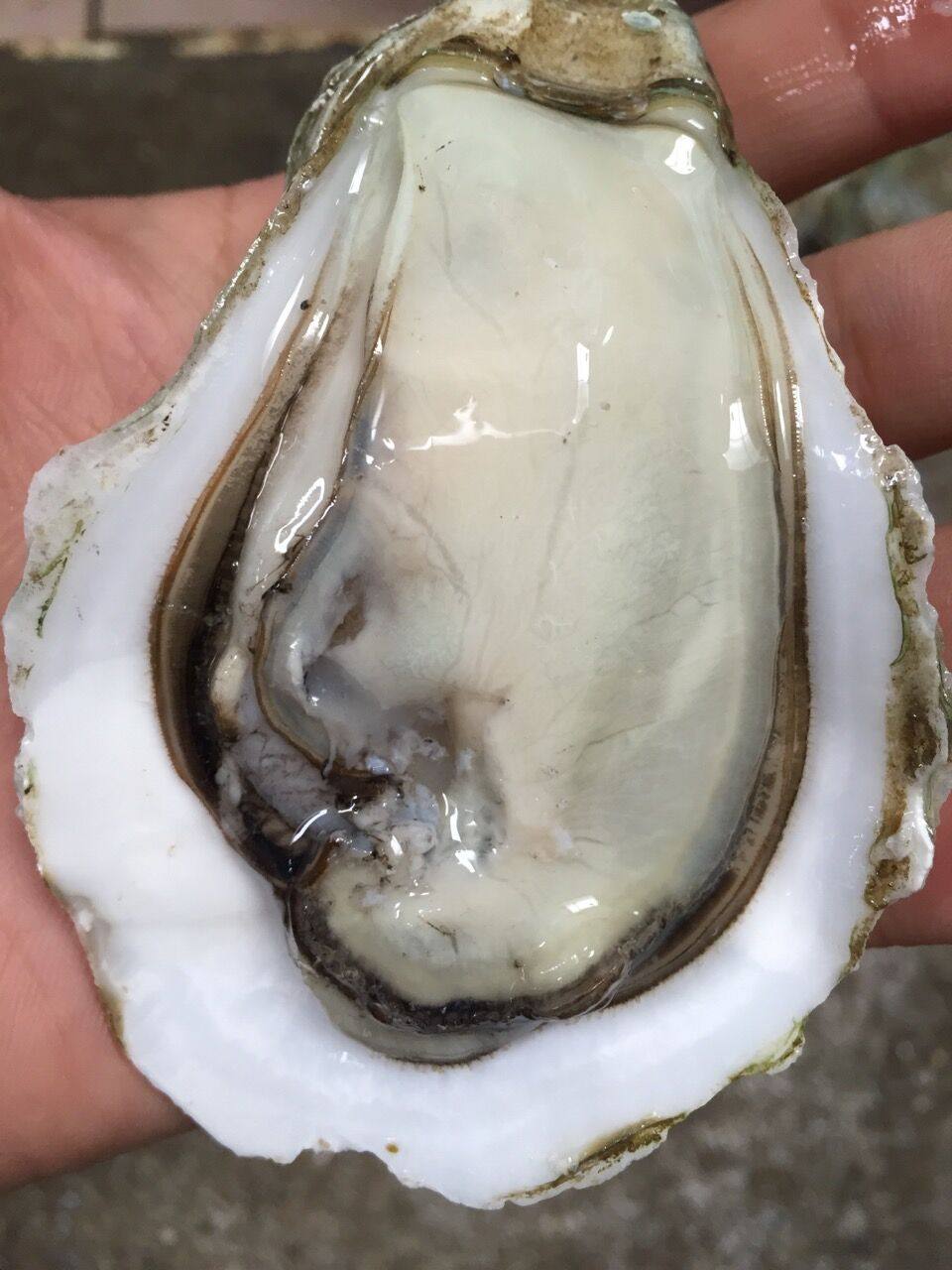 烧烤档生蚝货源蚝花生蚝牡蛎半壳海产烧烤大蚝80个广东包邮海蛎子