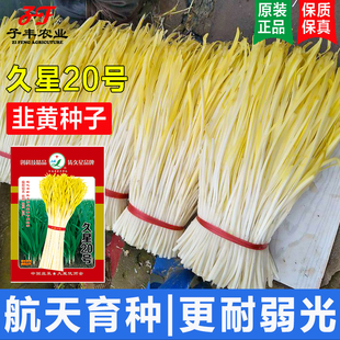 河南航天育种韭黄种子久星20号15号耐弱光四季韭菜黄韭菜籽蔬菜孑