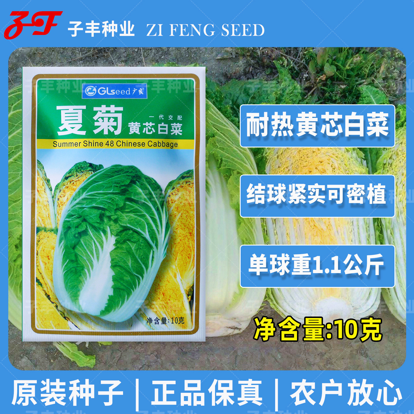 广良引进耐热黄心大白菜种子夏季秋季50天夏菊黄芯娃娃菜蔬菜种籽