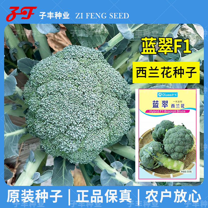 【85-100天】基地农户广良蓝翠西兰花种子春季秋季耐寒绿菜花种籽