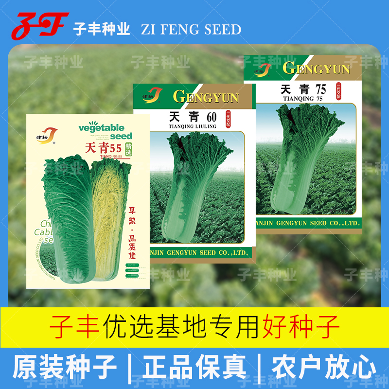 天津正宗高筒绿帮青麻叶白菜种子