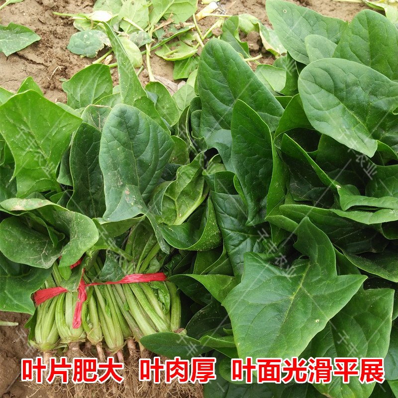 四季阳台盆栽大叶菠菜种子