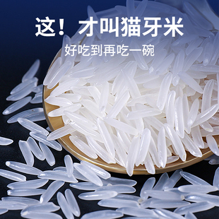 一江秋大米5kg猫牙香丝米长粒香大米长丝苗米2025年新米香米10斤
