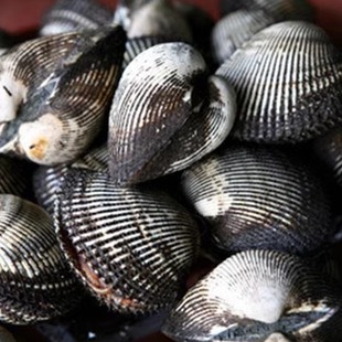 毛蚶鲜活毛蛤俐血蚶蚶子泥蚶新鲜海鲜水产贝类3斤包邮大毛蛤