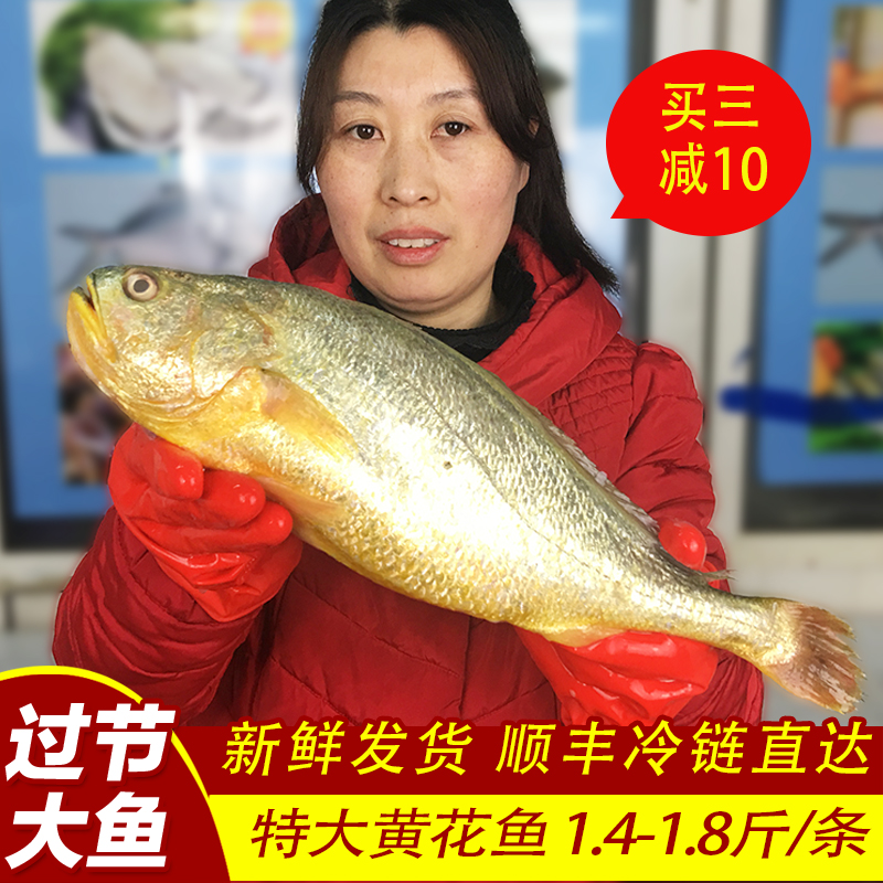 大黄鱼 鲜活超大1.6-1.8斤大黄花鱼海鲜水产新鲜冷冻年货深海鱼 水产肉类/新鲜蔬果/熟食 黄鱼 原图主图