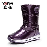 704-Purple