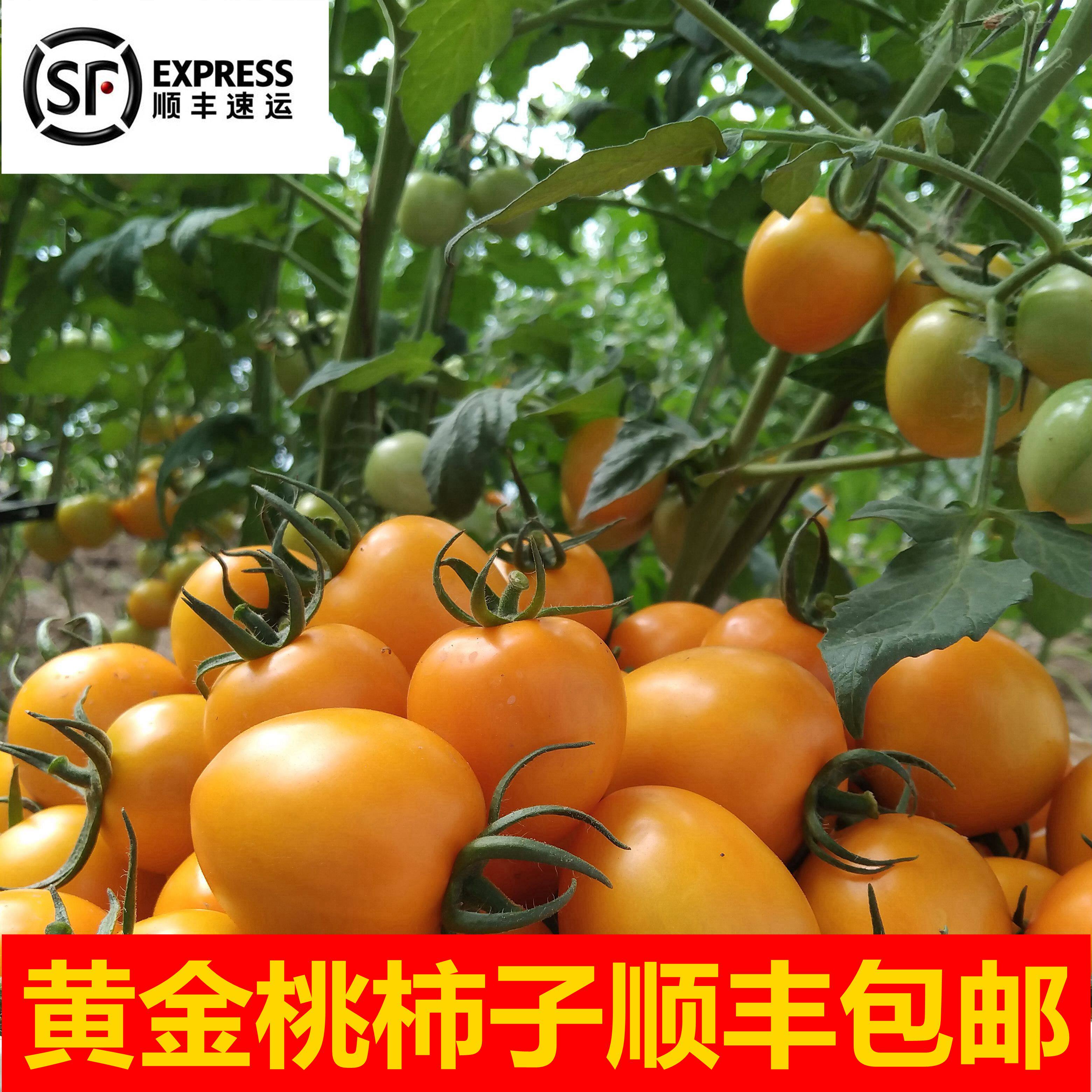 盘锦碱地柿子黄色圣女果新鲜水果千禧玲珑樱桃小番茄黄姑娘柿