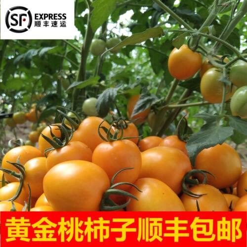 盘锦碱地柿子黄色圣女果新鲜水果千禧玲珑樱桃小番茄黄姑娘柿