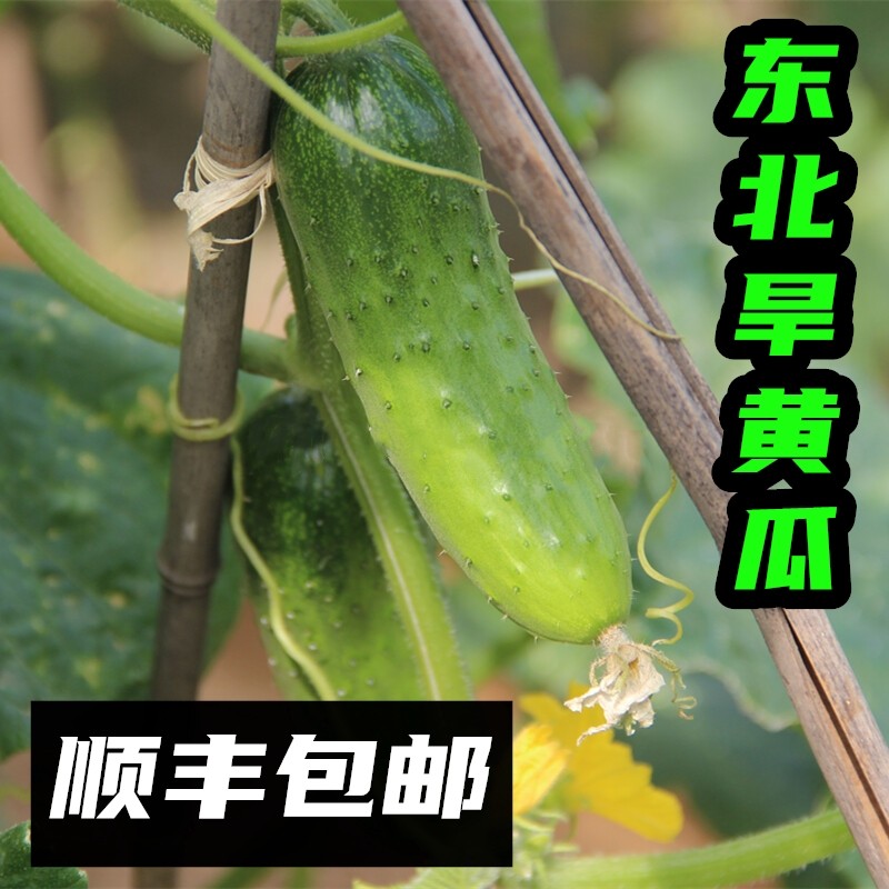 顺丰水果小旱黄瓜新鲜蔬菜东北5斤青黄瓜水果黄瓜生吃当季整箱,水产肉类/新鲜蔬果/熟食,黄瓜,淘宝优惠券,粉丝福利购,淘宝优惠卷