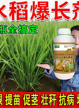 水稻提苗爆长剂水稻生根壮苗液长破天叶面肥水稻根系粗壮快速生长