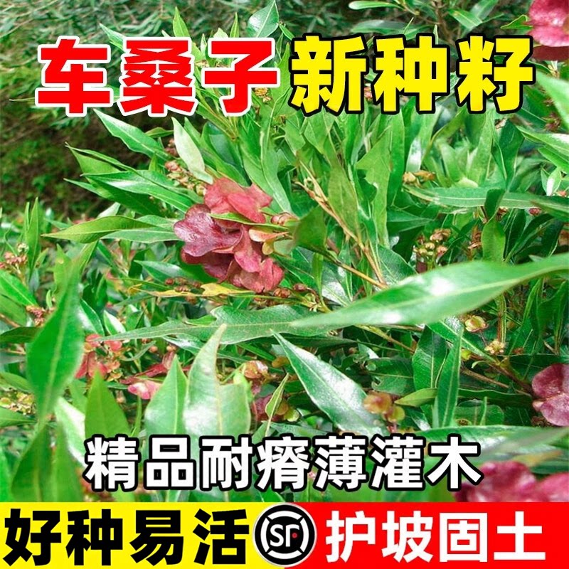 车桑子种子防沙固沙耐耐旱寒马桑绿化护坡观赏覆绿灌木籽四季易活