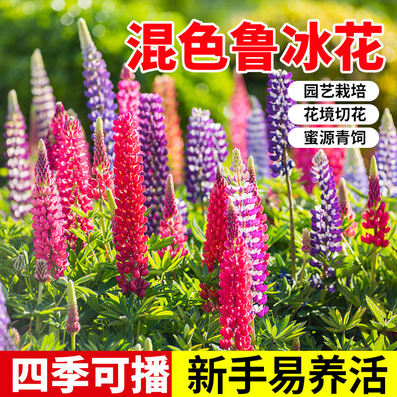 鲁冰花种子四季易种庭院园林景观花海种植花苗盆栽种籽羽扇豆花种
