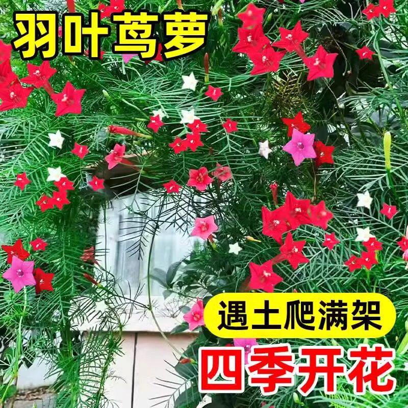 羽叶茑萝花种子庭院爬藤植物五角星花爬墙花盆栽阳台四季花卉种子