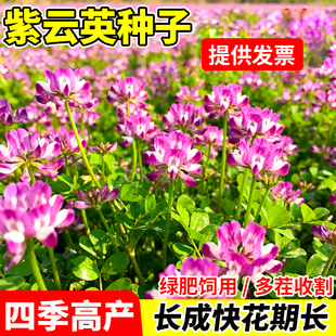 紫云英种子红花草种子食用野菜种籽蜜源固氮果园绿肥牧草种子