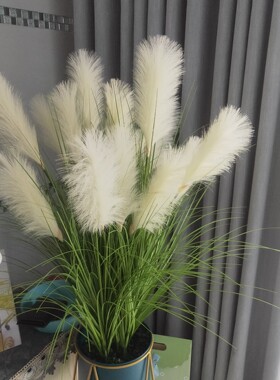 芦苇婚庆落地粉色花卉植物狗尾草