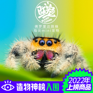 跳蛛宠物蜘蛛佛罗里达跳蛛灰佛桌面迷你好饲养卢卡斯寝室活物异宠