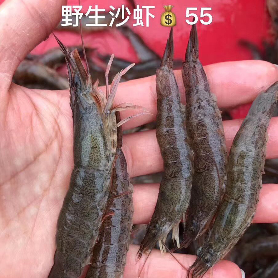 饶平野生沙虾沙卤虾 新鲜活虾速冻活冻海虾海鲜500g