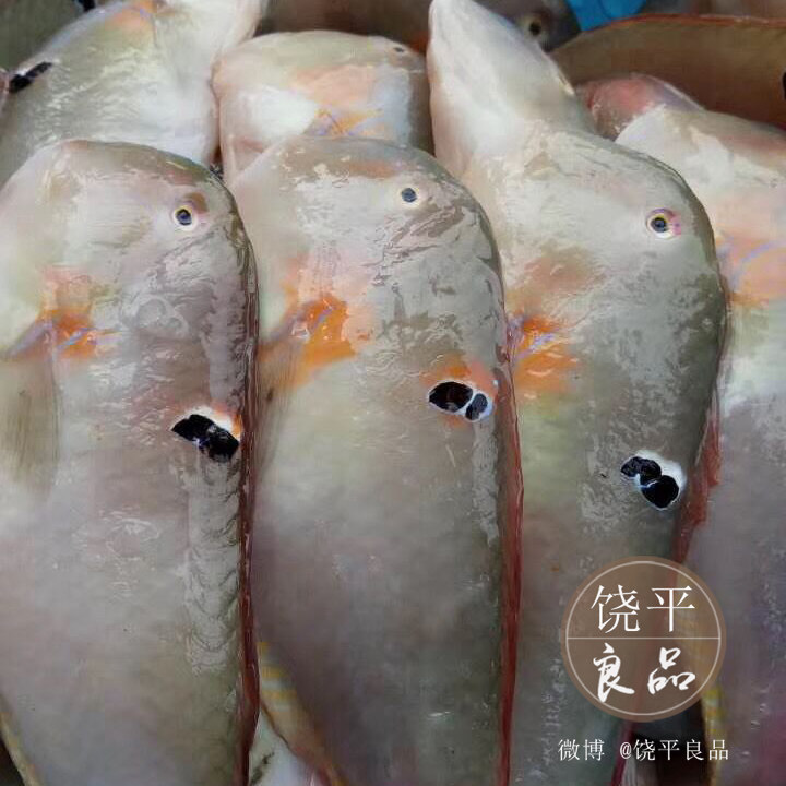 当天海捕深海鱼鹦哥鱼 新鲜鹦鹉鱼 蓝猪齿鱼隆头鱼马头鱼500g