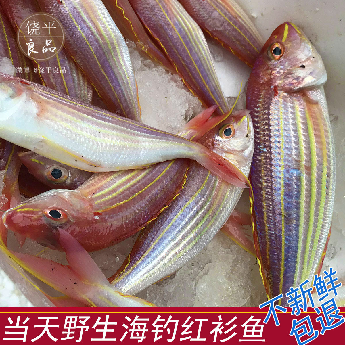 野生海钓金线鱼 新鲜红三鱼 红衫鱼冰鲜鲜活黄线海鲜水产500g顺丰