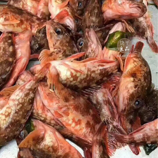 野生海捕新鲜虎头鱼 小石斑鱼礁石鱼石九公 石狗公鱼500G顺丰海鲜