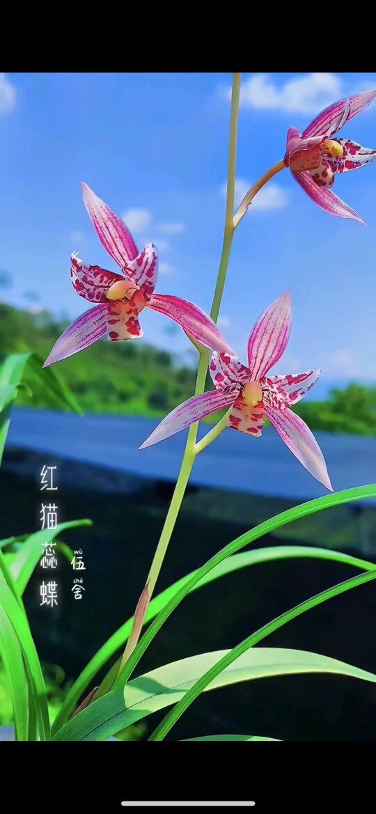建兰红猫蕊蝶兰花内瓣蝶花子母两壮苗带芽浓香兰花