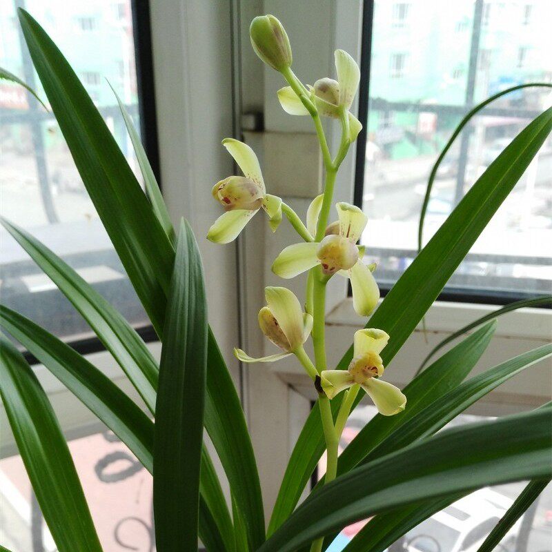 建兰一品梅 花卉绿植盆栽 夏秋季带花苞梅瓣