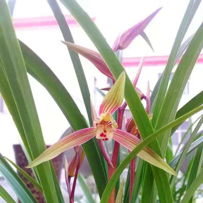 寒兰春丽细叶兰花带花苞浓香型花卉室内盆栽绿植1盆特价55