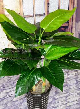 仿真盆景仿真树植物盆栽仿真绿植 仿真万年青 田园绿萝套装绿植！