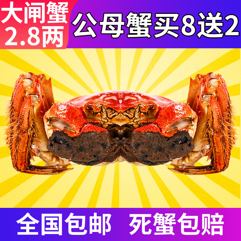 现货金蟹钳牌大闸蟹鲜活螃蟹特大公母蟹随机公母8送2共10只装礼盒|ruв категории водной мясо/свежие фрукты и овощи/еда, морепродукты/водные продукты/изделия, краб, краб - от Buy2taobao.com для оказания профессиональной услуги покупки агента Taobao
