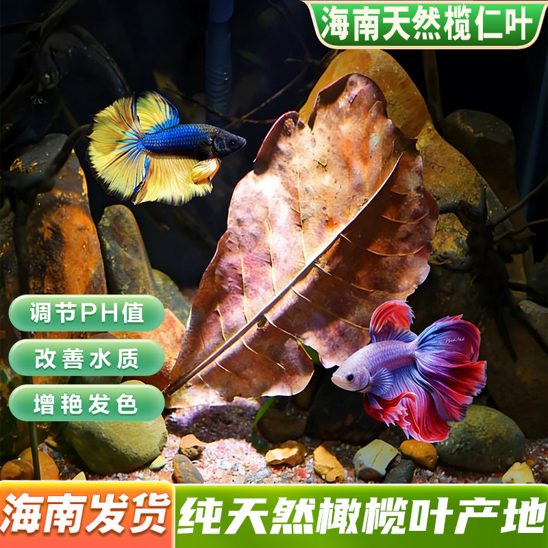 鱼缸海南榄仁叶降酸调节Ph值水质水族橄榄叶龙眼叶懒人叶斗鱼乌龟