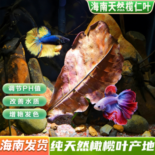 鱼缸海南榄仁叶降酸调节Ph值水质水族橄榄叶龙眼叶懒人叶斗鱼乌龟