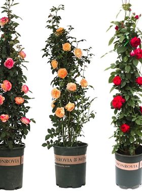 植物爬藤藤本蔷薇四季花开玫瑰