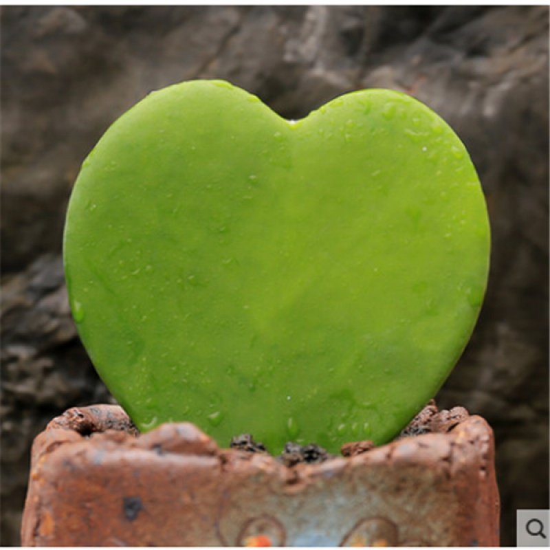 情侣心形多肉植物 心叶球兰 心型叶片多肉 暗恋他就送他