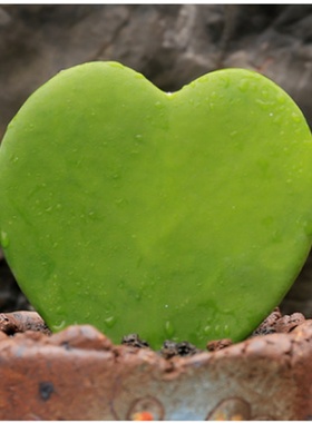 情侣心形多肉植物心叶心型