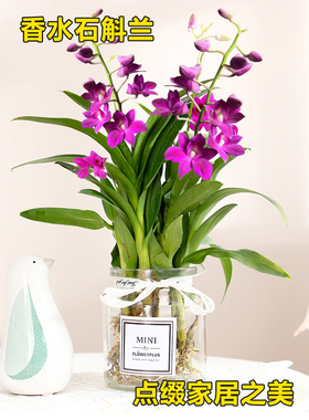 摆件水培植物香水石斛兰盆栽花苞