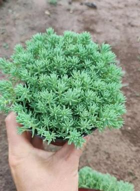 屋顶绿化苗多肉植物万年草