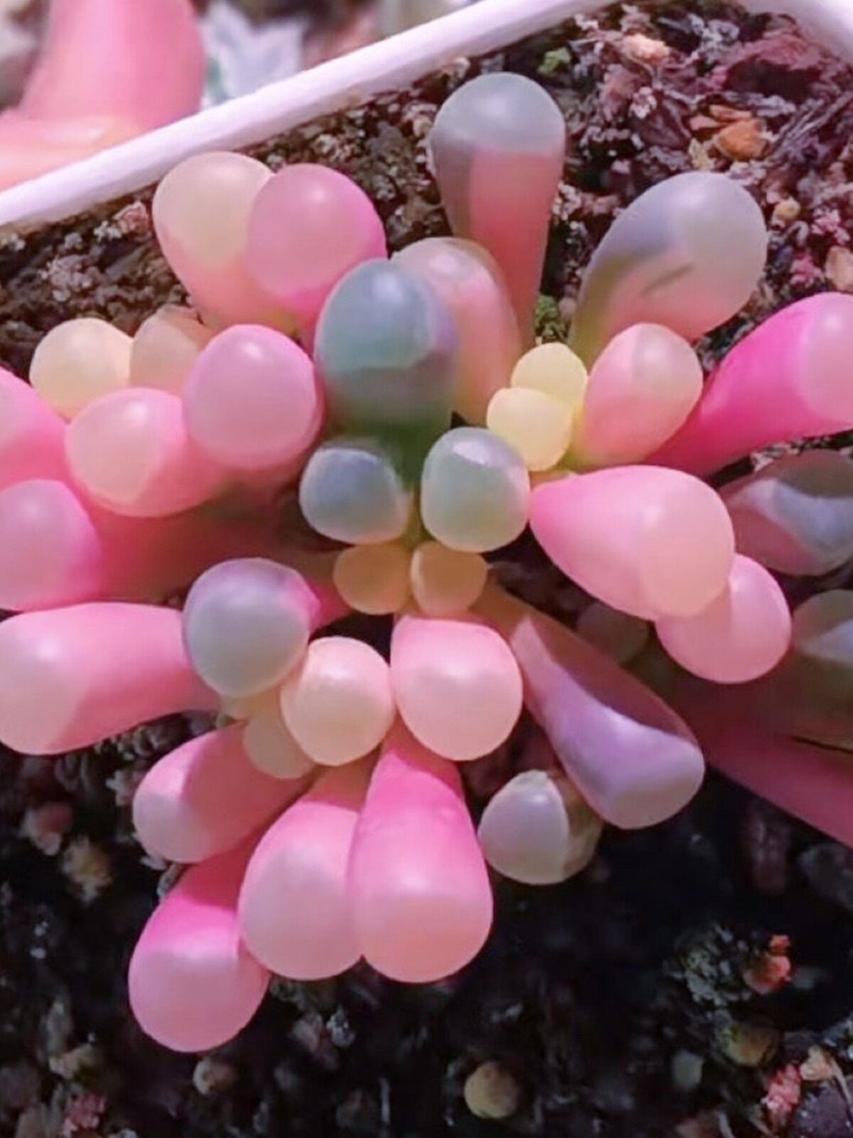 植物净化空气五十铃玉多肉植物